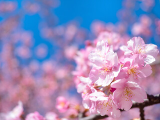 青空とサクラの花