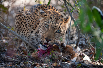 Fototapeta na wymiar A Leopard seen feeding on a kill on a safari in South Africa