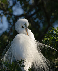 Great egret courtship, Florida, USA.