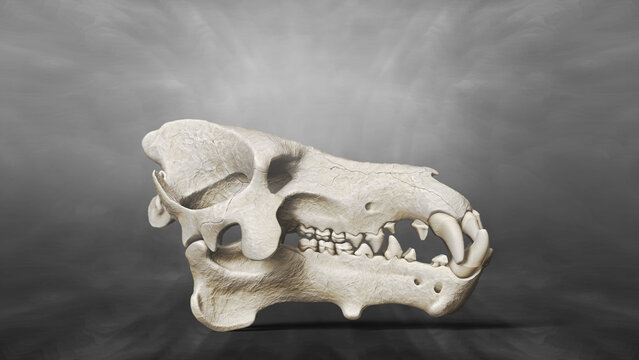 3D Recreatino of Skull of Daeodon Shoshonensis