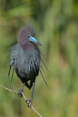 Little blue heron in breeding plumage, Florida, USA.