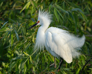 Snowy egret showing breeding plumage, Florida, USA.