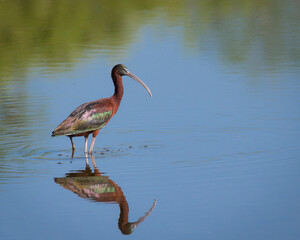 Glossy ibis, Orlando wetlands, Florida, USA.