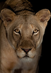 Female Lion seen on a safari in South Africa at night.