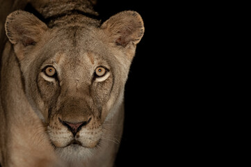 Female Lion seen on a safari in South Africa at night.