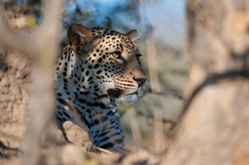 A Wild Leopard seen on a safari in South Africa