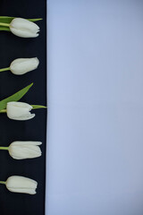 white tulips on black and white background