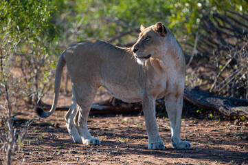 Female lions seen on a safari in South Africa