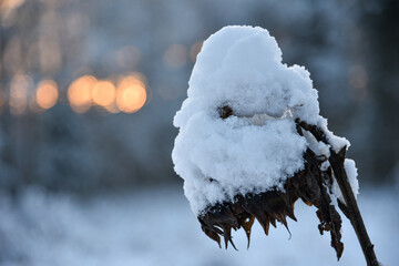 Winter in the garden, dried sunflower heads covered with snow, sunrise on background.