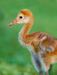 Fototapeta premium Left profile of fuzzy, very young sandhill crane also called a colt