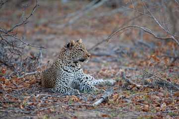 A Wild Leopard seen on a safari in South Africa