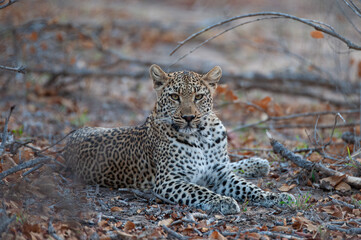 Obraz premium A Wild Leopard seen on a safari in South Africa