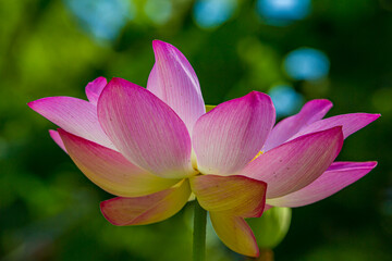 Lovely pink lotus blossom in full bloom in summer
