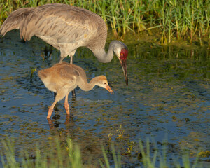Sandhill crane feeding chick, Circle B Bar Reserve, Florida, USA.