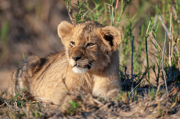 A Lion cub seen on a safari in South Africa