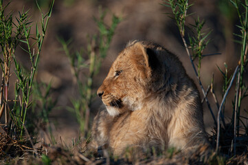 A Lion cub seen on a safari in South Africa