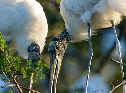 Wood storks building nest, Florida rookery.