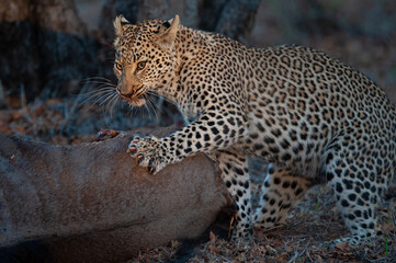 A female Leopard seen scavenging from a Wildebeest carcass on a safari in South Africa