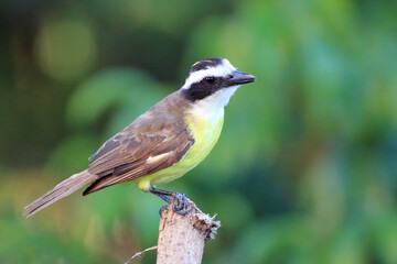 Great Kiskadee (Pitangus sulphuratus) perched on a branch and showing the yellow cap