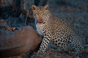 A female Leopard seen scavenging from a Wildebeest carcass on a safari in South Africa