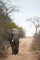 Obraz premium An African Elephant seen on a safari in South Africa