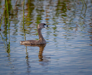 pied billed greebe swims in ponds in Viera Beach sanctuary