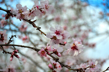 beautiful flowering branch of a cherry tree, on a branch of white flowers with pink petals