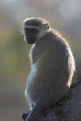 Vervet Monkey seen on a safari in South Africa
