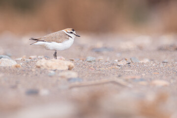 Chorlitejo patinegro (Charadrius alexandrinus) en la marina de Cope - Parque regional de Cabo Cope y Puntas de Calnegre - Murcia, España