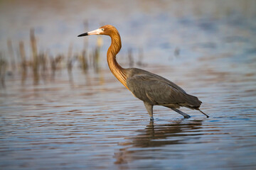 Reddish egret walking in shallow water hunting