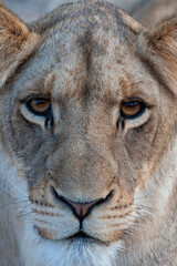 Fototapeta premium Young female Lion seen on a safari in South Africa