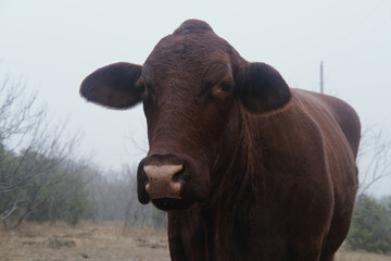 Close up face of Santa Gertrudis cow in foggy weather.