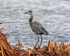 A great blue Heron, standing on reeds near the water, majestic