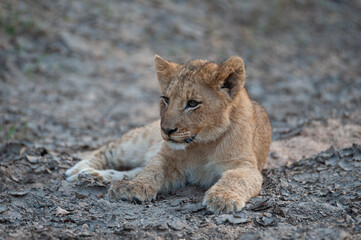 A Lion cub seen on a safari in South Africa