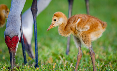 Sandhill crane chick, or colt, watches mom's technique for searching for worms © Jo