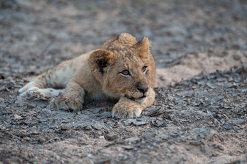 A Lion cub seen on a safari in South Africa
