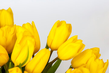 A bouquet of fresh yellow tulips on a white isolated background. Spring flowers in a vase. The concept of spring or holiday, March 8, International Women's Day,