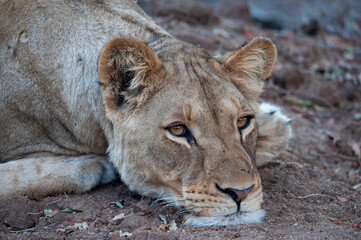 Young female Lion seen on a safari in South Africa