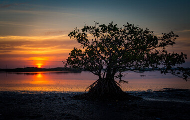 Silhouetted mangrove tree in front of suset on Merritt Island