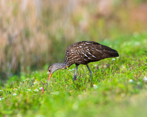 A Limpkin poking in grass for food