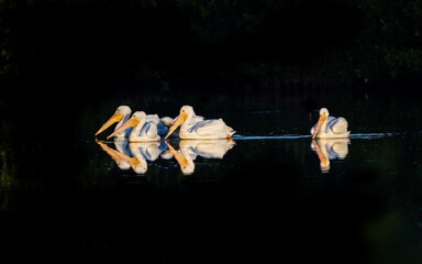 Small flock of large white pelicans with black background