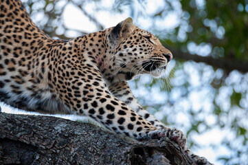 A wild Leopard seen on a safari in South Africa