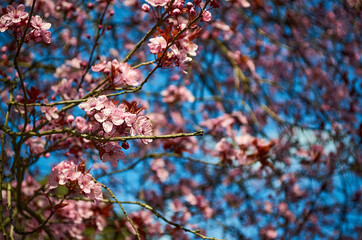 Some beautiful pink cherry blossom flowers. Cherry blossom tree branches on spring day in El Bolson, Rio Negro, Argentina