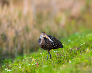 Portrait of a Limpkin standing in the grass between feedings