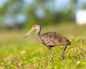 A Limpkin with a snail in his beak, standing in the grass