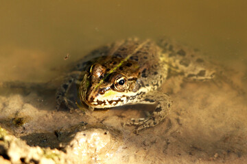 Common toad sits in the lake