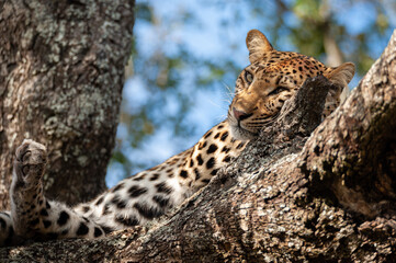 A wild Leopard seen on a safari in South Africa