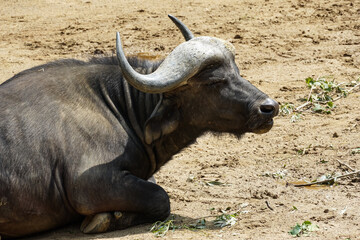 Obraz premium Cape buffalo, Syncerus caffer caffer subspecies of African buffalo Syncerus caffer