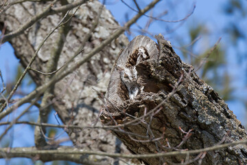 Eastern screech owl showing off its incredible camouflage as it sits in a hollow tree. 