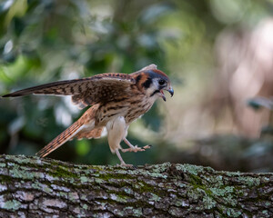 An American Kestrel is flapping wings, squawking on a branch